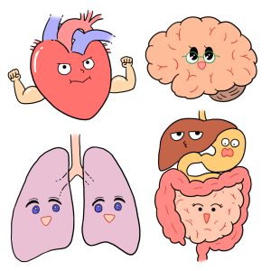 心臓・脳・消化器・肺の可愛いメディカルイラスト
